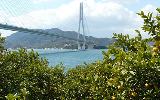 「広島レモン」
