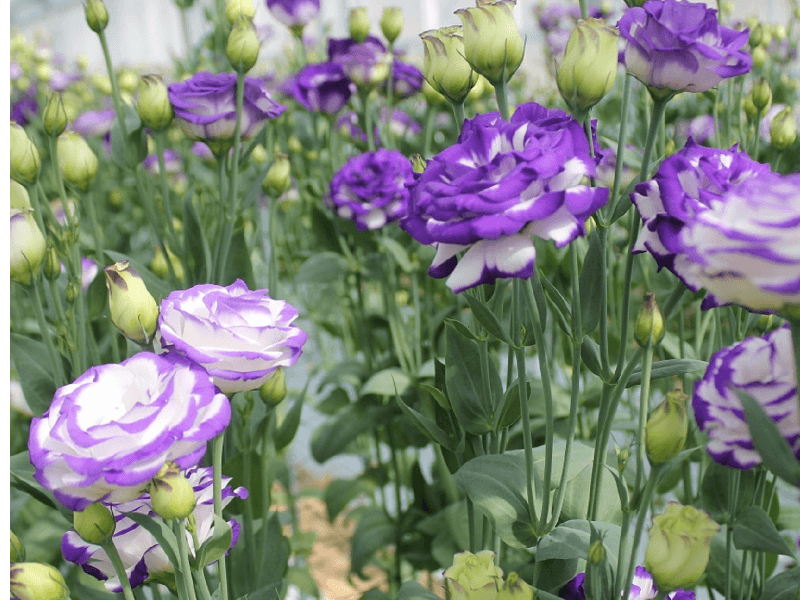花
