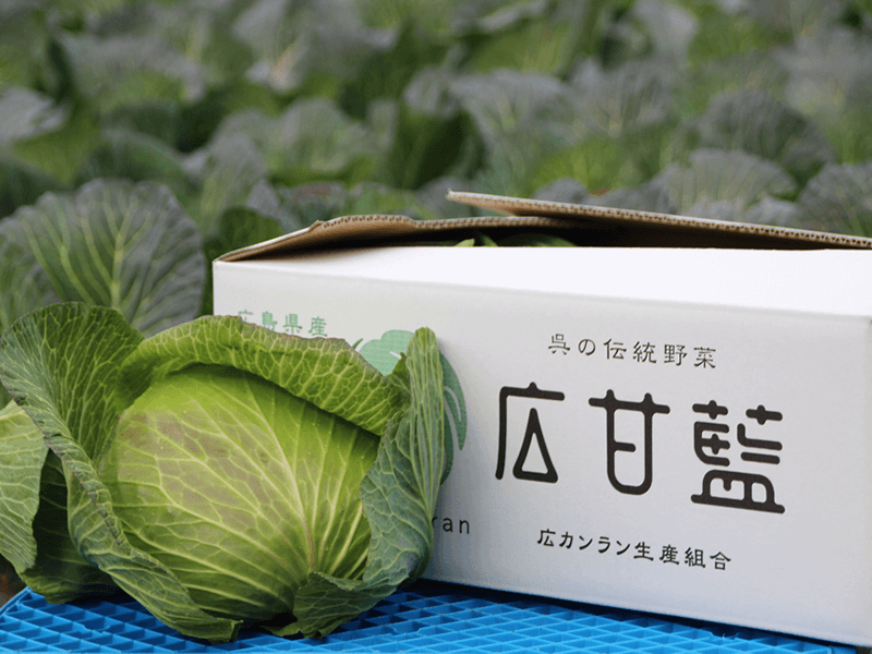 広甘藍（ヒロカンラン）